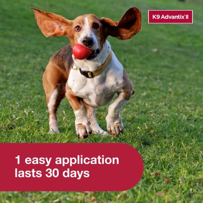 Show full view: K9 Advantix II Flea & Tick Spot Treatment for Dogs, 4-10 lbs, 1 Dose (1-mo. supply) slide 6 of 10