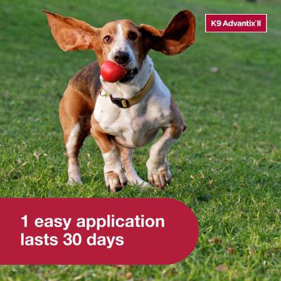 Show full view: K9 Advantix II Flea & Tick Spot Treatment for Dogs, 4-10 lbs, 12 Doses (12-mos. supply) slide 6 of 9