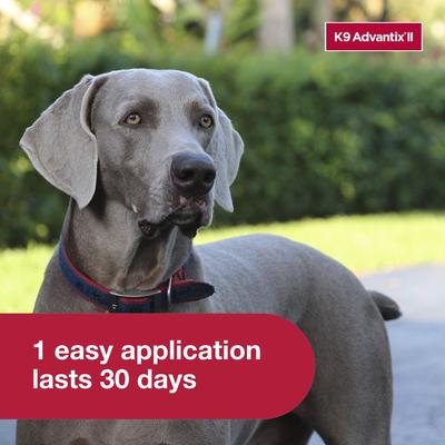 Show full view: K9 Advantix II Flea & Tick Spot Treatment for Dogs, over 55 lbs, 6 Doses (6-mos. supply) slide 4 of 7