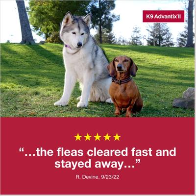Show full view: K9 Advantix II Flea & Tick Spot Treatment for Dogs, over 55 lbs, 6 Doses (6-mos. supply) slide 6 of 7