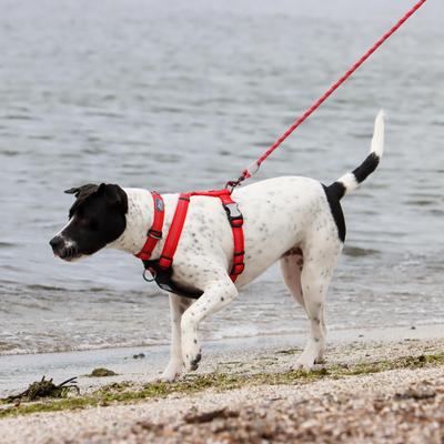 Show full view: K9 Explorer Brights Reflective Dog Collar, Canyon, 8 to 12-in neck, 5/8-in wide slide 3 of 8