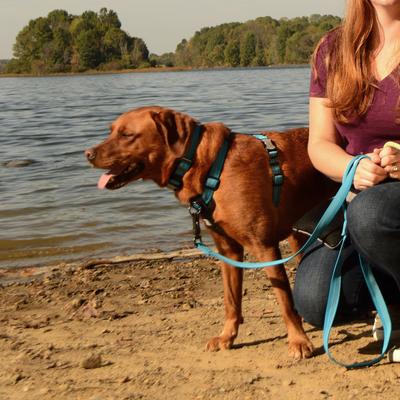 Show full view: K9 Explorer Brights Reflective Dog Collar, Lake, 10 to 14-in neck, 5/8-in wide slide 4 of 8