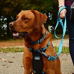 K9 Explorer Brights Reflective Dog Collar, Lake, 8 to 12-in neck, 5/8-in wide slide 2 of 6