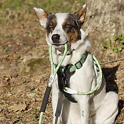 K9 Explorer Brights Reflective Dog Collar, Meadow, 12 to 18-in neck, 1-in wide slide 2 of 5