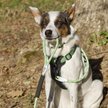 Show in main carousel: K9 Explorer Brights Reflective Dog Collar, Meadow, 8 to 12-in neck, 5/8-in wide slide 2 of 7