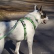 Show in main carousel: K9 Explorer Brights Reflective Dog Collar, Meadow, 8 to 12-in neck, 5/8-in wide slide 3 of 7