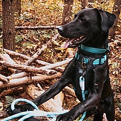 K9 Explorer Brights Reflective Dog Collar, Ocean, 10 to 14-in neck, 5/8-in wide slide 2 of 6