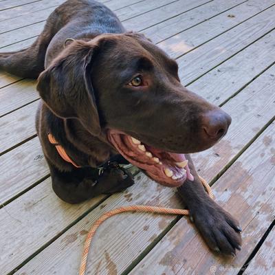 Show full view: K9 Explorer Brights Reflective Front-Connect Harness, Desert, X-Small, 5/8-in x 12-18-in slide 5 of 7