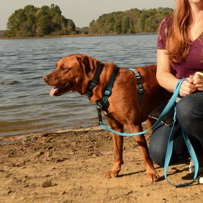 Show full view: K9 Explorer Brights Reflective Front-Connect Harness, Lake, Large, 1-in x 26-38-in slide 6 of 8