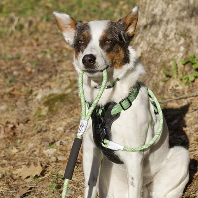 Show full view: K9 Explorer Brights Reflective Front-Connect Harness, Meadow, Small, 5/8-in x 16-24-in slide 4 of 7