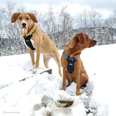 Show full view: K9 Explorer Brights Reflective Front-Connect Harness, Mountain, Large, 1-in x 26-38-in slide 4 of 10