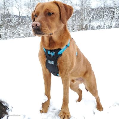 Show full view: K9 Explorer Brights Reflective Front-Connect Harness, Mountain, Large, 1-in x 26-38-in slide 6 of 10