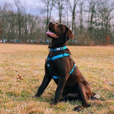 Show full view: K9 Explorer Brights Reflective Front-Connect Harness, Mountain, Large, 1-in x 26-38-in slide 7 of 10