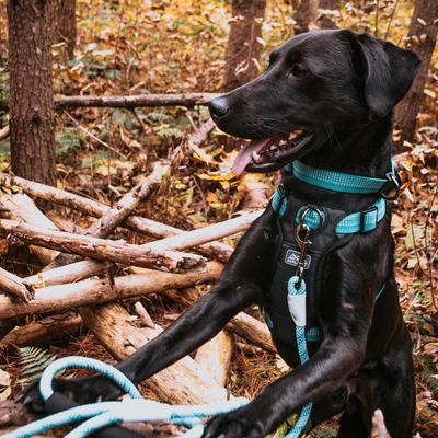 Show full view: K9 Explorer Brights Reflective Front-Connect Harness, Ocean, Small, 5/8-in x 16-24-in slide 4 of 8