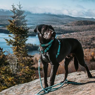 Show full view: K9 Explorer Brights Reflective Front-Connect Harness, Ocean, Small, 5/8-in x 16-24-in slide 5 of 8