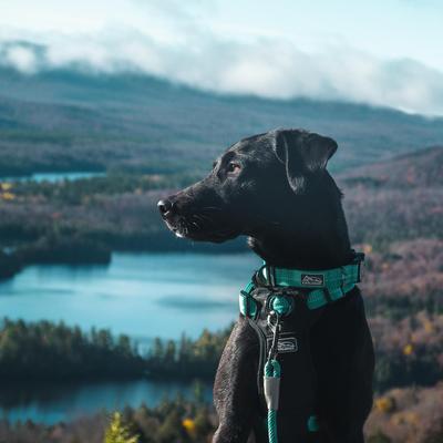 Show full view: K9 Explorer Brights Reflective Front-Connect Harness, Ocean, Small, 5/8-in x 16-24-in slide 6 of 8