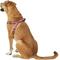 Show in main carousel: K9 Explorer Reflective Adjustable Padded Dog Harness, Rosebud, Large, 1-in x 26-38-in slide 4 of 10