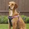Show in main carousel: K9 Explorer Reflective Adjustable Padded Dog Harness, Rosebud, Large, 1-in x 26-38-in slide 5 of 10