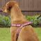 Show in main carousel: K9 Explorer Reflective Adjustable Padded Dog Harness, Rosebud, Large, 1-in x 26-38-in slide 6 of 10