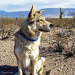 K9 Explorer Reflective Dog Collar, Berry, 12 to 18-in neck, 1-in wide slide 2 of 6