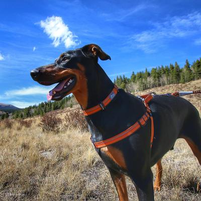 Show full view: K9 Explorer Reflective Dog Collar, Fern, 12 to 18-in neck, 1-in wide slide 4 of 9