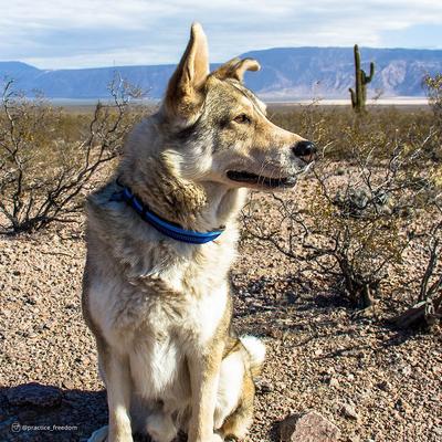 Show full view: K9 Explorer Reflective Dog Collar, Sapphire, 10 to 14-in neck, 5/8-in wide slide 2 of 8