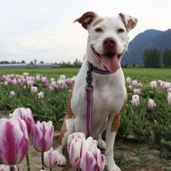 K9 Explorer Reflective Dog Leash with Scissor Snap, Orchid slide 2 of 3