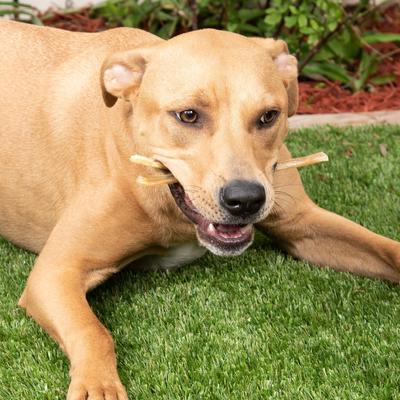 Show full view: K9warehouse Beef Tendon Chews Dog Chew Treats, 25 count slide 9 of 10