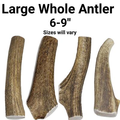 Show full view: K9warehouse Elk Antlers Large Whole Dog Chew Treat slide 5 of 9