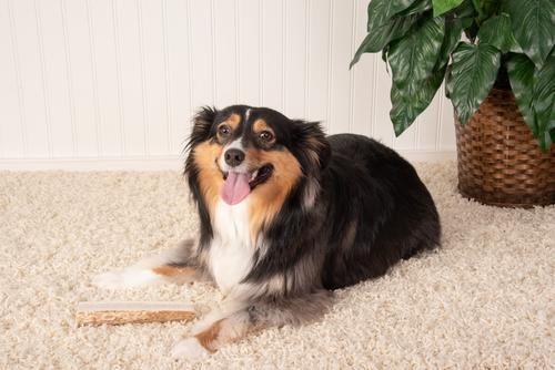 Show full view: K9warehouse Elk Antlers Medium Split Dog Chew Treat slide 7 of 10