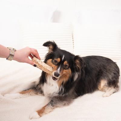 Show full view: K9warehouse Elk Antlers Medium Split Dog Chew Treat slide 8 of 10