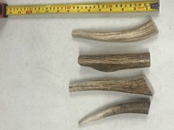 K9warehouse Elk Antlers Medium Whole Dog Chew Treat slide 2 of 5