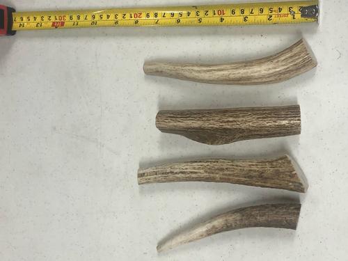 Show full view: K9warehouse Elk Antlers Medium Whole Dog Chew Treat slide 3 of 7