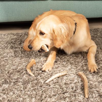 Show full view: K9warehouse Elk Antlers Medium Whole Dog Chew Treat slide 5 of 7