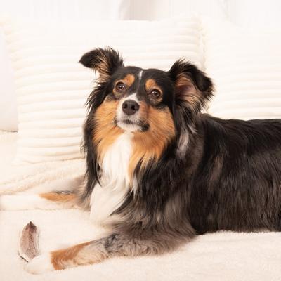 Show full view: K9warehouse Elk Antlers Small Split Dog Chew Treat slide 4 of 7