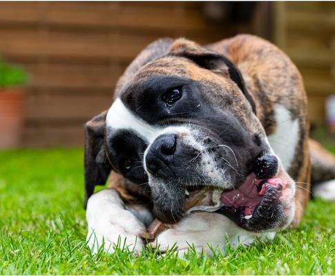 Show full view: K9warehouse Elk Antlers X-Large Split Dog Chew Treat slide 4 of 8