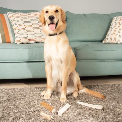 Show full view: K9warehouse Elk Antlers X-Large Split Dog Chew Treat slide 6 of 8