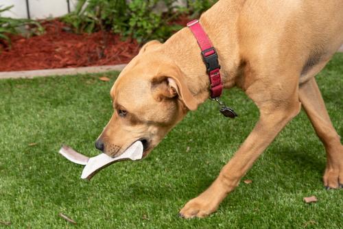 Show full view: K9warehouse Elk Antlers X-Large Split Dog Chew Treat slide 7 of 8