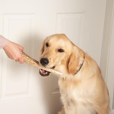 Show full view: K9warehouse Elk Antlers X-Large Whole Dog Chew Treat slide 7 of 8