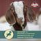 Show in main carousel: Kalmbach Feeds 16% Grain Goat Feed, 50-lb bag slide 4 of 10