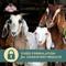 Show in main carousel: Kalmbach Feeds 16% Grain Goat Feed, 50-lb bag slide 5 of 10
