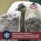 Show in main carousel: Kalmbach Feeds 20% Ostrich & Emu Pellet Ratite Food, 50-lb bag slide 4 of 10
