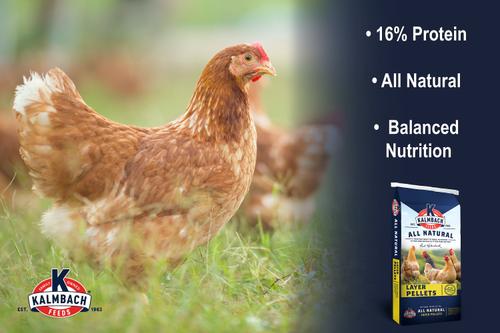 Show full view: Kalmbach Feeds All Natural 16% Layer Pellets Chicken Feed, 50-lb bag slide 4 of 7