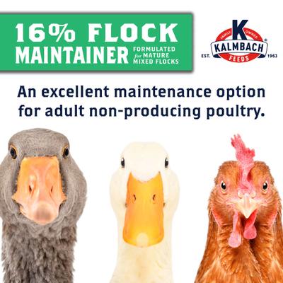 Show full view: Kalmbach Feeds All Natural 16% Protein Flock Maintainer Pellet Poultry Feed, 50-lb bag, bundle of 2 slide 5 of 7