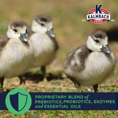 Show full view: Kalmbach Feeds All Natural 20% Protein Flock Maker Crumbles Chicken Feed, 50-lb bag slide 4 of 11