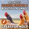 Show in main carousel: Kalmbach Feeds All Natural 20% Protein Full Plume Feathering Chicken Feed, 50-lb bag slide 5 of 11