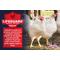Show in main carousel: Kalmbach Feeds All Natural 22% Protein Start-To-Finish Meatbird Crumbles Chicken Feed, 10-lb bag slide 5 of 8