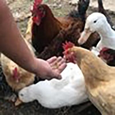 Show full view: Kalmbach Feeds All Natural Henhouse Reserve Premium Layer Chicken Feed, 30-lb bag + Flock Fest Dried Mealworms Adult Poultry Treats, 5-lb bag slide 7 of 7