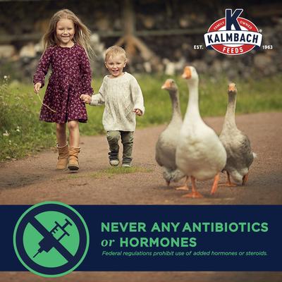 Show full view: Kalmbach Feeds All Natural Non-GMO 16% Protein Flock Maintainer Poultry Feed, 50-lb bag slide 5 of 9