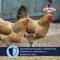 Show in main carousel: Kalmbach Feeds All Natural Non-GMO 17% Protein Layer Crumbles Chicken Feed, 50-lb bag slide 6 of 11